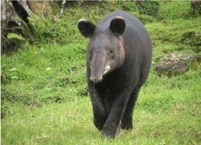tapir