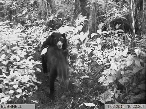 tapir atacado por oso