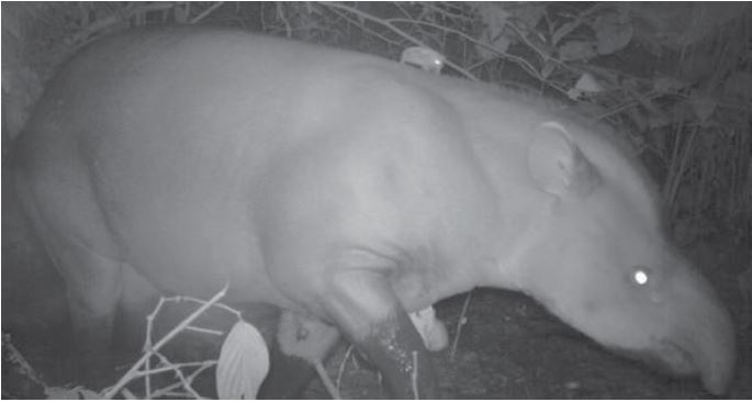 murcielago en tapir